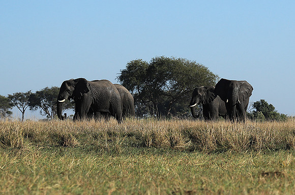 Kafue NP