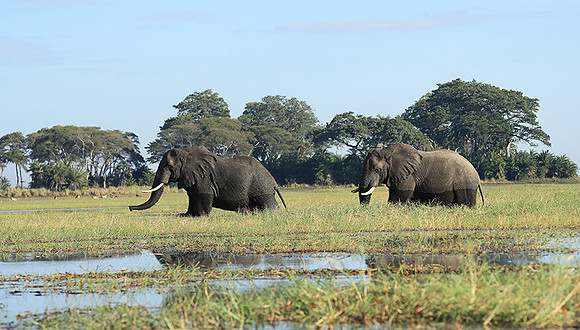 Kafue NP