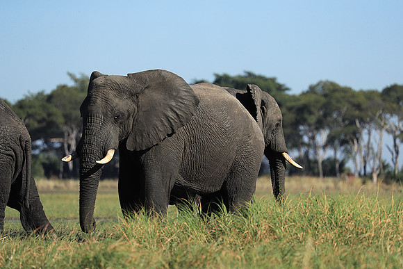 Kafue NP
