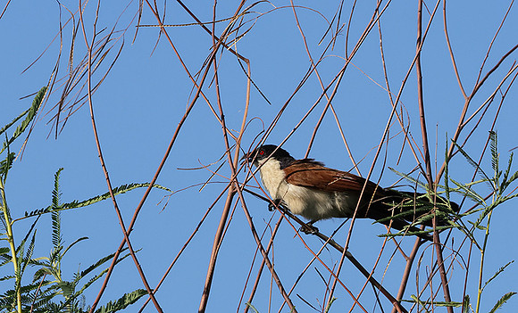 Coppery-tailed coucal - Delta of Okavango