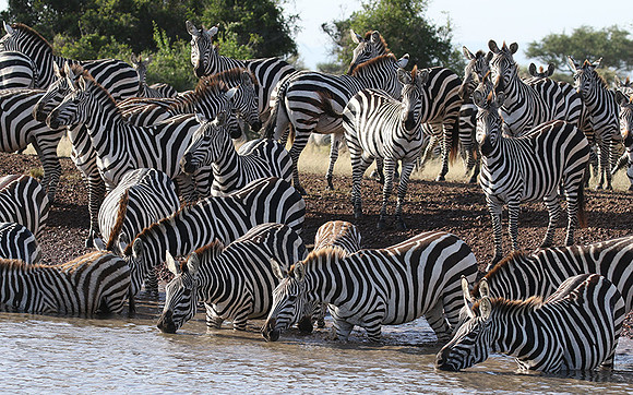 Serengeti - Grumeti Private Reserve