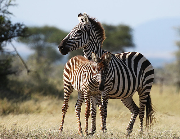 Serengeti - Grumeti Private Reserve