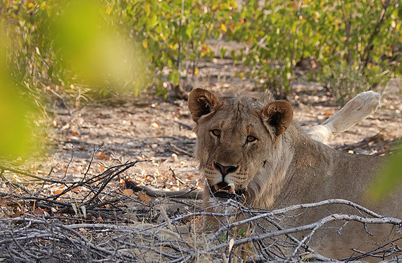 Ongava Private Reserve