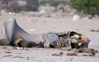 Black-backed jackal - Nxai Pan