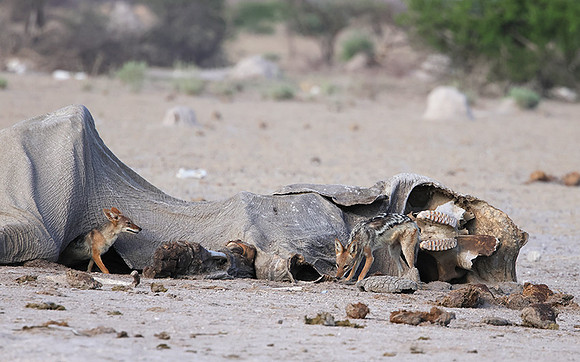 Black-backed jackal - Nxai Pan