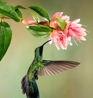 Lesser violetear