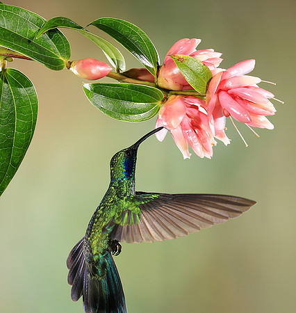 Lesser violetear