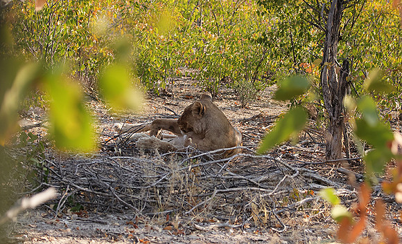 Ongava Private Reserve