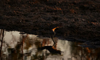 Spotted thick-knee - Tau Pan