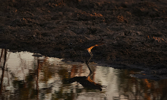 Spotted thick-knee - Tau Pan