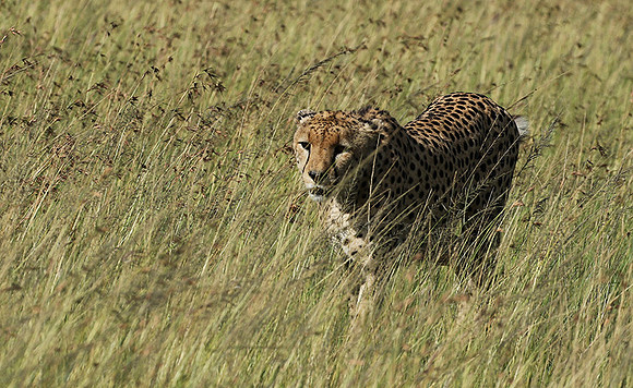 Serengeti - Grumeti Private Reserve