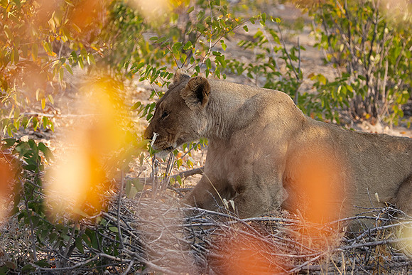 Ongava Private Reserve