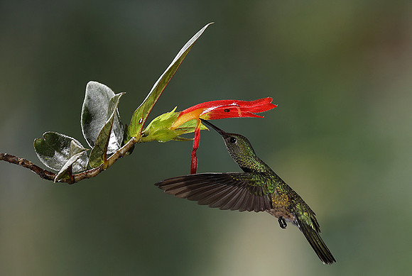 Rufus-tailed