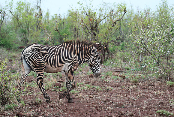 Grevy's zebra - endangered species - Meru NP