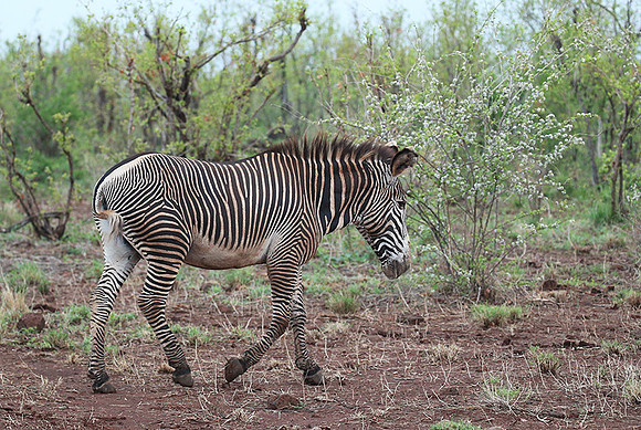 Grevy's zebra - endangered species - Meru NP
