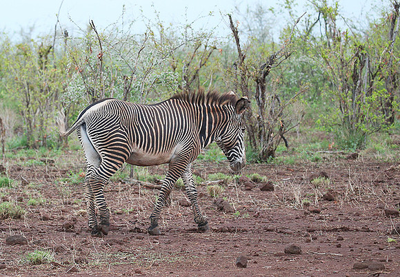 Grevy's zebra - endangered species - Meru NP