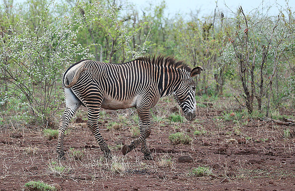 Grevy's zebra - endangered species - Meru NP