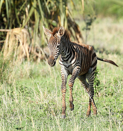 Meru NP