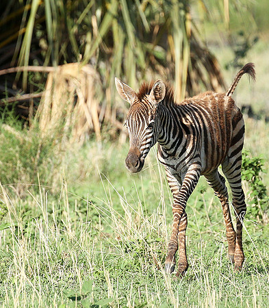 Meru NP