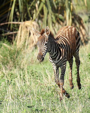 Meru NP