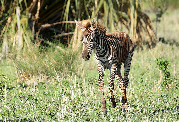 Meru NP