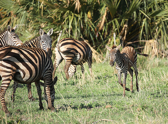 Meru NP