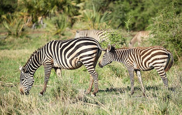 Meru NP