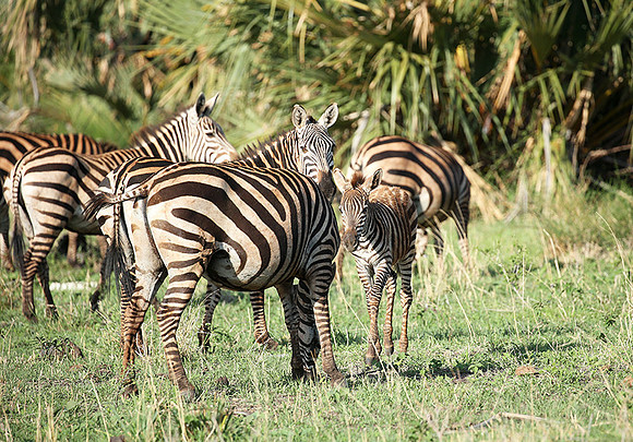 Meru NP