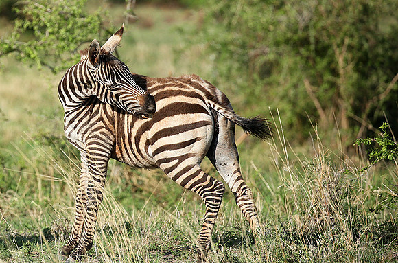 Meru NP
