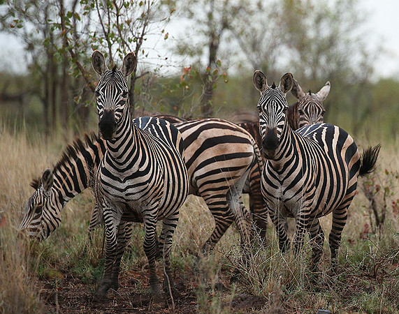 Meru NP