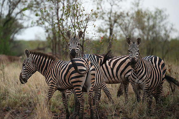 Meru NP
