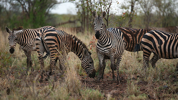 Meru NP
