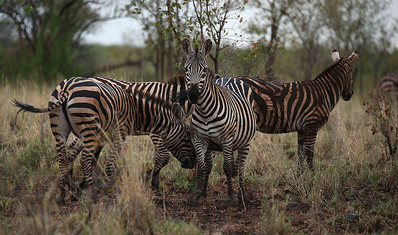 Meru NP