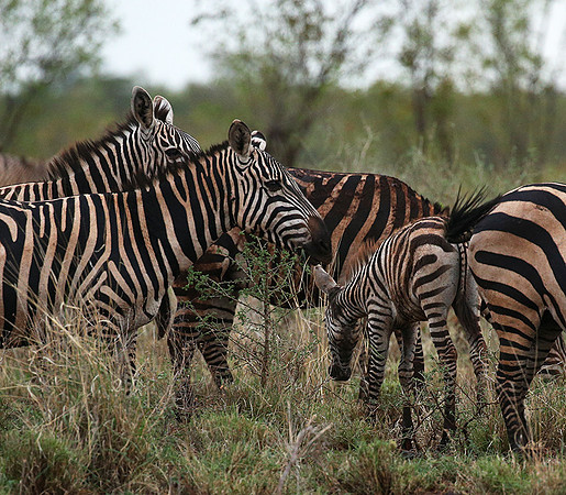 Meru NP