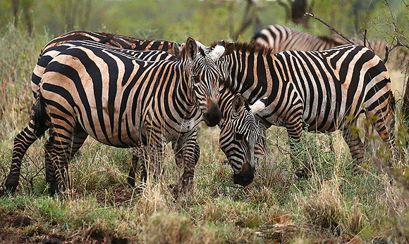 Meru NP