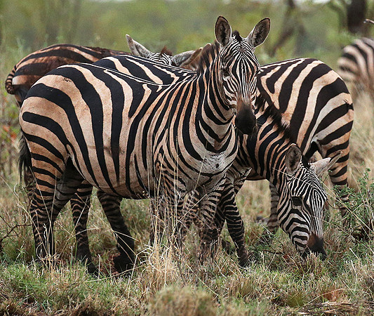 Meru NP