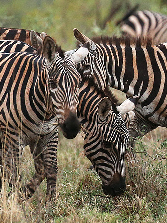 Meru NP