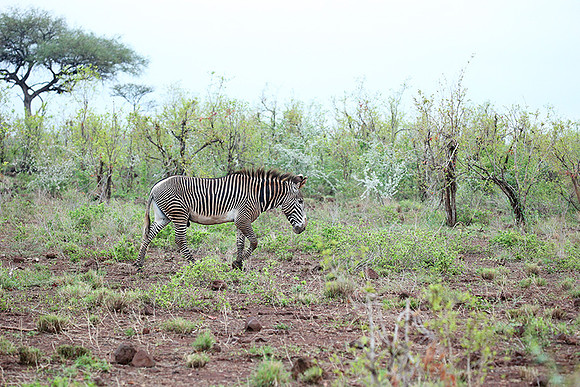 Grevys' zebra - endangered species - Meru NP