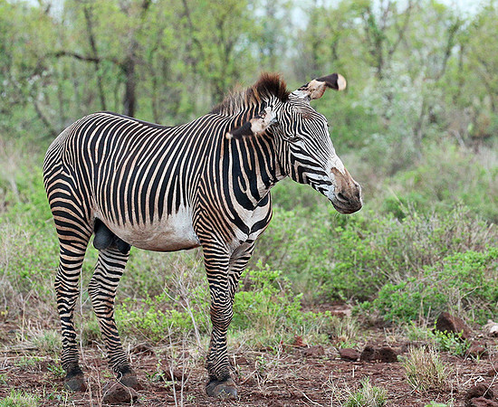 Grevys' zebra - endangered species - Meru NP