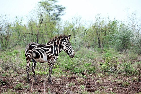Grevys' zebra - endangered species - Meru NP