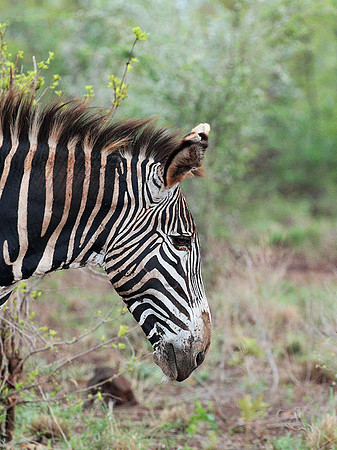 Grevys' zebra - endangered species - Meru NP