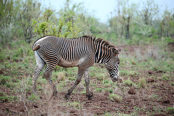 Grevy's zebra - endangered species - Meru NP