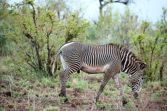 Grevy's zebra - endangered species - Meru NP