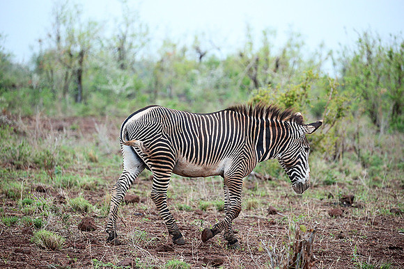 Grevy's zebra - endangered species - Meru NP