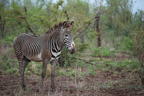 Grevy's zebra - endangered species - Meru NP