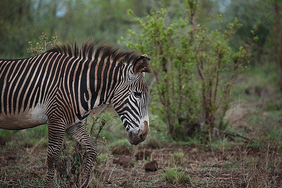 Grevy's zebra - endangered species - Meru NP