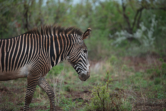 Grevy's zebra - endangered species - Meru NP