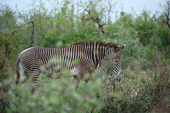 Grevy's zebra - endangered species - Meru NP
