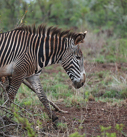 Grevy's zebra - endangered species - Meru NP