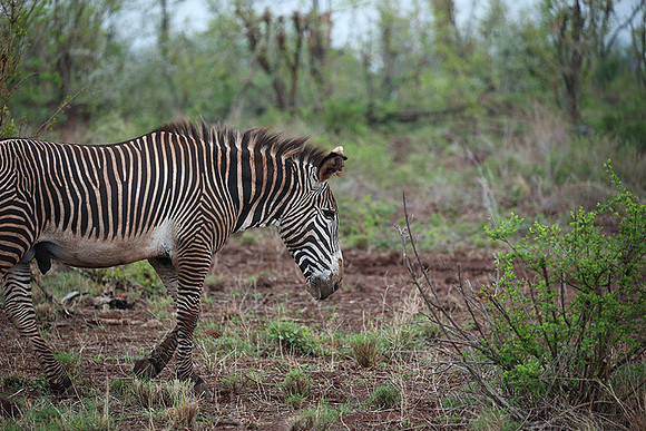 Grevy's zebra - endangered species - Meru NP